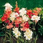 PARYAVARAAN Tritonia Flower Bulbs Mixed Colour - Pack Of 5 Bulbs