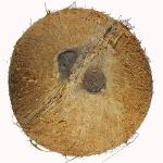 Xetomos One Eye one Mouth Coconut