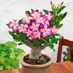 Oxygreenplant Arabicum Adenium flower plant