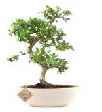 Abana Homes White Flowering Carmona Indoor Bonsai Live Plants