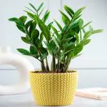 JESAA GREENS Indoor Live ZZ Plant in (5.5 Inch Wide * 5 Inch High) Yellow Texture Plastic Pot | Living Room Plants | Indoor Plants |Plant for Home and Office Decoration Green Plant