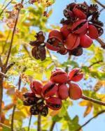 Golden Bloom Original Box Nut, Bakso Badam, Java Almond Tree (Sterculia Foetida)/ Wild Almond Tree Live Healthy Plant Height 1.5-2 FT