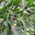 Earth Angels ZZ PlantKhajur PlantGardens Live Vaijayanti White Flower Plant, VAIJAYANTI MALA Plant, Vaijanti Mala/garland plant 1 Healthy Live Plant With Plastic Bag