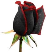 NSKON True Blood Black Rose Flower Seed (Pack Of 20)