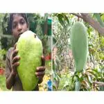 Cloud Farm NOORJAHAN MANGO GRAFTED Healthy PLANT CF_1029