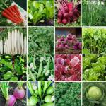 GARDECO Organic Vegetable Seeds for Gardening 16 Variety of Winter Green Vegetables Seeds for Terrace Garden (Hybrid)