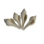 Akshayshree Sales Counch Shell/Sankh/Vamavarti Sankh per Packet 4 Pieces (Weight - 15 to 35 gm) (Lenth - 2.5 cm to 5.5 cm) (Width - 1.5 cm)