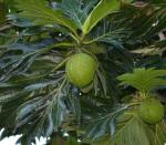 Cloud Farm Hybrid and Rare Dwarf Artocarpus Altilis Breadfruit Plant - 200 mm CF12