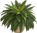 Zomoloco Fern PlantFarn PlantFern indoor air plant with pot