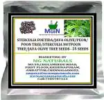 MGBN THE PATH FOR THE HEALTHIER LIFE WITH BEAUTY Sterculia Foetida, Java Olive, Peon, Poon Tree, Sterculia Nut, Bastard Poon Tree, Java Olive Tree Seeds - 25 Seeds