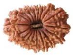 Feeltouchmart Brown Wood 18 Mukhi Nepal Rudraksha Beads Hgj00-1001-2859
