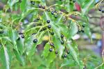 Online Plant Bazar Green Camphor Tree Koppur Plant