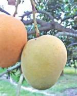 Cloud Farm Hybrid Himsagar or Kishan Bhog Mango Plant - 200 mm CF092