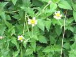 Plantzoin Tridax daisy Ghamra Tridax procumbens Bisalyakarani Live Plant