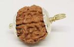 Feel Touch Mart 7 Mukhi Rudraksha Original Certified Nepali Nepali Saat Mukhi Auspicious Best Pendant Genuine Seeds Natural Seven Mukhi Rudraksha by