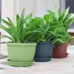 INKULTURE Plastic Round Flower Pots with Tray for Home Planters, Terrace, Garden Etc | Pack of 05 | for Home Indoor & Outdoor Gardening Plants (Green)