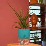 Hug A Plant Mikado Snake Plant(Small)- Live Plant (With Self-Watering Pot & Plant) (Color: Blue)
