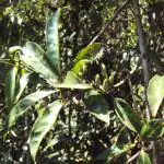 Plantzoin Lodhra Lodh Symplocos racemosa Lodha Live Plant