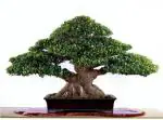 NSKON Banyan Tree Bonsai Ficus Benghalensis Seed (Pack Of 100)