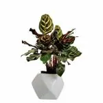 INDIAN FLORA : Calathia Mokoyaana , Natural Live Plant , Ceramic Pot , Air Purifying , Home Decor ,