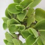 Platone Ajwain Plant (KH-472)