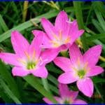 Marinetree live pink rain lily flower plant