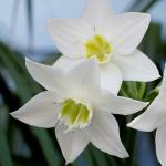 PARYAVARAAN Sweet Fragrance Eucharis Lily/Amazon Lily Flower Bulbs For Planting All Season Flower Bulbs Pack Of 2 Bulbs (White) Fresh And Healthy Flower Bulbs