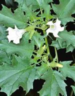 Plantzoin Jimsonweed Safed dhatura Datura stramonium Dudura(White) Live Plant