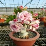 ADENIUM PLANT HYBRID PLANT , ADENIUM - PLANT AA*01,ADEIJA PLANT NURSERY