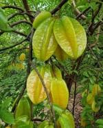 Cloud Farm Rare Star Fruit Grafted Healthy plant [CF073]