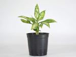 Aglaonema Snow White,Chinese evergreen By India Gardening