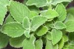 Plantzoin Indian coleus Pashan bhedi Plectranthus barbatus Patharchur Live Plant