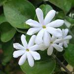 Cloud Farm Hybrid Juhi Jasmine Plant- 200 mm CF_O289