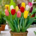 PARYAVARAAN Tulip Bulbs For Home Garden Pack of 2 Bulbs