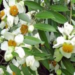 Kapebonavista Mesua Ferrea Living Plant Nagakesara in Poly Bag (Green, Standard Size)