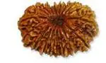 Feel Touch Mart Nepal Bead Brown 21 Mukhi Rudraksha A1 Bead with Lab Certified