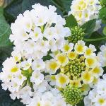 Platone Lantana PlantLotano PlantLantana live plant White Color Flower 1 Healthy Live Plant