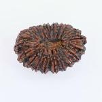 Feel Touch Mart 20 Mukhi Nepal Rudraksha A1 Best Beads by Lab Certified