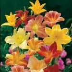 PARYAVARAAN Imported Veriety Mixed colour Daylily Flower Bulbs, Hemerocallis,Tawny Daylily, Tiger Lily Hybrid Flower Bulbs for home gardening | Pack of 2 Day Lily Flowers Bulb