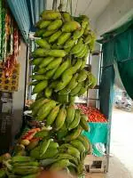 CooPany Matti Banana Live Plant - Rhizome Varity (Not Tissue Culture Plant) with Safe and Secure Packing