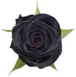 Baishnab Rose PlantGolap PlantBlack Baccara Rose Plant