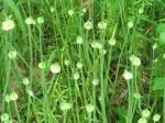 Odiplantz Wild onion Live Plant