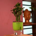 Hug A Plant Lotus Bamboo / Lucky Bamboo - Live Plant (With Self-Watering Pot & Plant) (Color: Green)