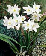 PARYAVARAAN Eucharis Lily Bulbs - Amazon Lily Bulbs for Home Gardening pack of 10 bulbs