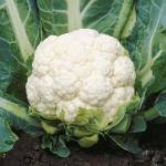 Tamransh Cauliflower Seed, 55 Seeds