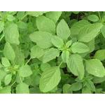 CooPany Arai Keerai/ Koyagura Seeds 25,000 Seeds (25 Grams)