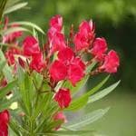 Globalplants karabi/Red Nerium/ oleander flower/karabi flower plant jp