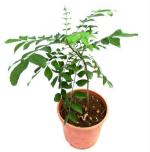 Dream mall Curry Plant Seeds Murraya Koenigii