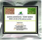 MGBN THE PATH FOR THE HEALTHIER LIFE WITH BEAUTY Bambusa Arundinacea - Thorny Bamboo Seeds 125 g (3750 Seeds per packet)