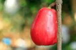 ONLINE PLANT BAZAR RED WATER APPLE/JAMRUL THAI VARIETY PLANT(PACK OF-1)